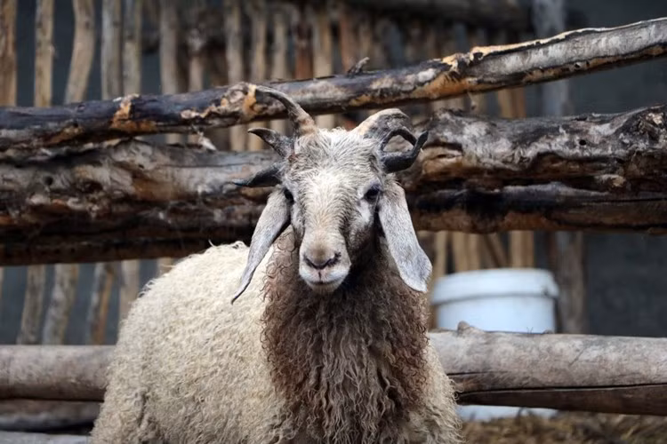 Theo các chuyên gia, con cừu này là một con cừu đột biến gen do giao phối cận huyết, tuy nhiên chất lượng thịt không có gì khác so với những đồng loại của nó. (Nguồn 163)