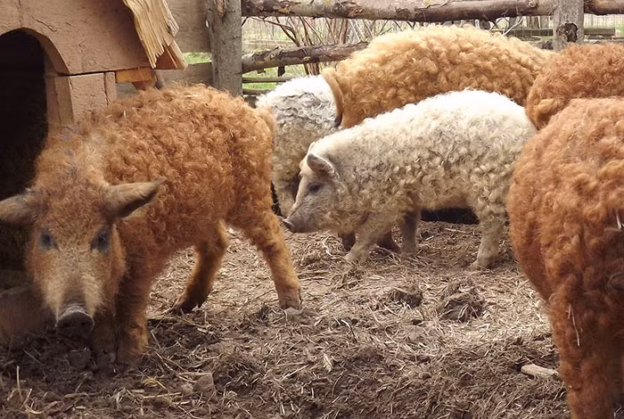 Và thực sự, với vẻ ngoài dễ thương nhường này, người ta cũng không nỡ giết lợn Mangalitsa để lấy thịt, mỡ.