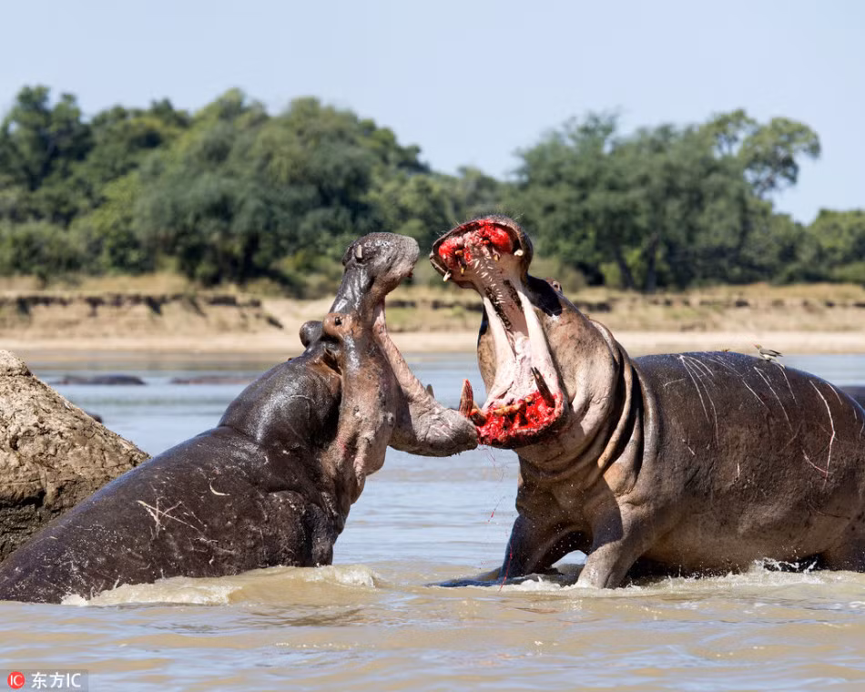 Trận chiến của hà mã có thể diễn ra dưới nước hoặc trên cạn nhưng mức độ khốc liệt thì không có gì thay đổi. (Nguồn Sina)