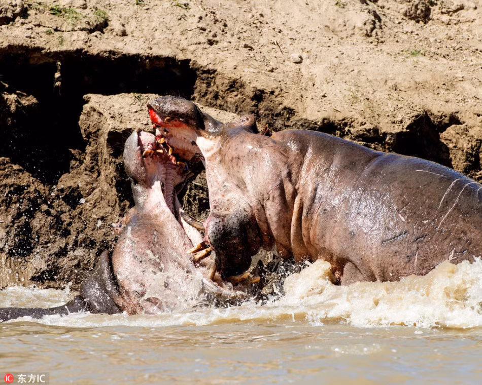 Được biết, khi con hà mã trẻ xâm nhập vào không gian riêng của hà mã già hơn, con hà mã già không chịu nhường dẫn đến cuộc thủy chiến đẫm máu của hà mã. (Nguồn Sina)