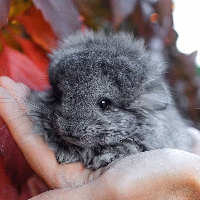 Hiện, những con chinchilla đang phải đối mặt với nguy cơ tuyệt chủng do số lượng cá thể trong tự nhiên không ngừng suy giảm. (Nguồn Bored Panda)