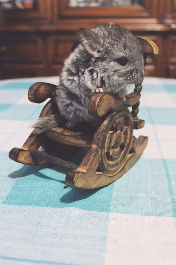 Có ngoại hình vừa giống thỏ, vừa giống chuột, chinchilla chỉ hoạt động về đêm. Ban ngày chúng ẩn mình trong hang, chỉ ra ngoài hoạt động từ lúc hoàng hôn đến bình minh rồi lại rút lui vào bóng tối. (Nguồn Bored Panda)