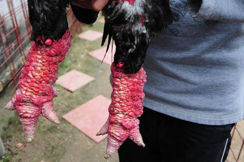 Được biết, vừa qua đã có người ra giá 40 triệu đồng cho con gà Đông Tảo vô địch này nhưng anh Hiểu vẫn chưa muốn bán. Hiện, một đôi gà Đông Tảo thuần chủng được bán với giá 5 đến 15 triệu đồng/cặp tùy theo trọng lượng và mã ngoài. (Ảnh: Dân Việt)