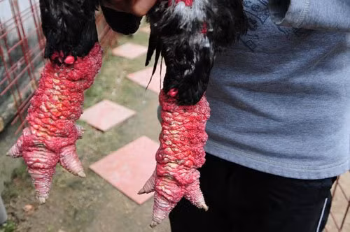 Được biết, vừa qua đã có người ra giá 40 triệu đồng cho con gà Đông Tảo vô địch này nhưng anh Hiểu vẫn chưa muốn bán. Hiện, một đôi gà Đông Tảo thuần chủng được bán với giá 5 đến 15 triệu đồng/cặp tùy theo trọng lượng và mã ngoài. (Ảnh: Dân Việt)