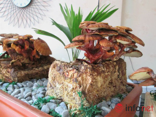 Thú vị hơn, theo lời giới thiệu, nấm linh chi có mệnh mộc và sắc đỏ, mang đến cho chủ nhân sự may mắn, sức khỏe, trường tồn. Vì vậy, một cây linh chi bonsau đẹp có thể dễ dàng "móc túi" của những đại gia Việt thích chơi ngông đón Tết. (Ảnh Infonet)