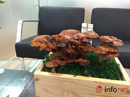 Cuối cùng là linh chi bonsai, mặc dù khá đắt đỏ, có giá từ 700.000 đồng đến 4 triệu đồng nhưng đây vẫn là lựa chọn yêu thích vào dịp tết âm lịch của những người yêu và sành cây cảnh. Giá của linh chi bonsai tùy theo các yếu tố quan trọng như cây có tán rộng không, thân cao hay thấp, thế đẹp hay bình thường. (Ảnh Infonet)