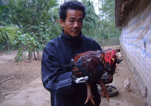 Cũng chính vì lý do đó mà không chỉ vào dịp tết Đinh Dậu gà Móng "sách đỏ" mới cháy hàng. Thực tế, cứ mỗi khi tết đến xuân về, giống gà này lại được săn lùng ráo riết mặc cho giá của nó không hề rẻ, dao động từ 1,5 đến 2 triệu đồng/cặp. (Ảnh Dân Việt)