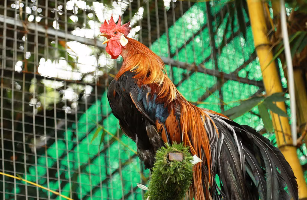 Choang vang nha giau Viet “quang tien'' choi ngong don Tet