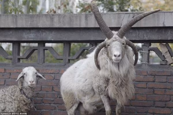 Thế nhưng ở Tân Cương, lần này không phải là lần đầu tiên những con cừu quái vật đột biến về sừng xuất hiện. Trong ảnh là con cừu 4 sừng nổi tiếng được phát hiện ở Tân Cương cách đây vài năm. (Nguồn 163)