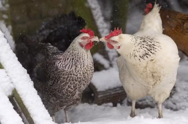 Không được đánh giá là loài động vật chung thủy, tuy nhiên những hành động tình cảm của loài gà thể hiện khi yêu cũng đủ khiến con người phát ghen.