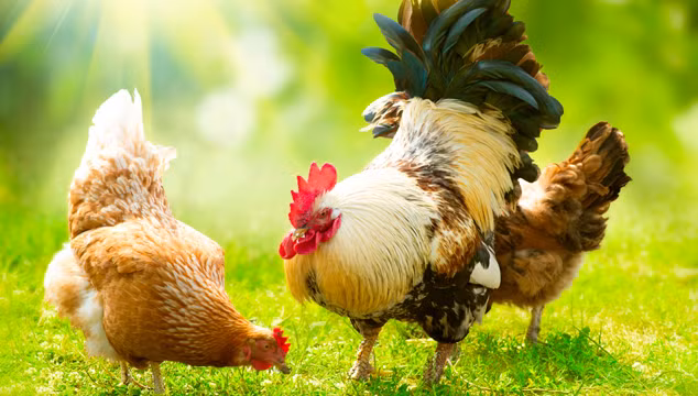 Hành động này của gà trống được cho là có khả năng giúp gà trống kiềm chế đáng kể xu hướng gà mái giao phối với một con gà trống mới.