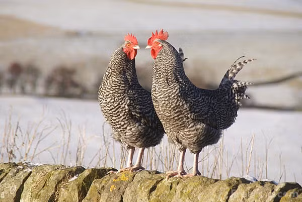 Đắm đuối nhìn nhau trong uổi bình minh, đôi gà hoang dã như quên hết mọi việc xung quanh.