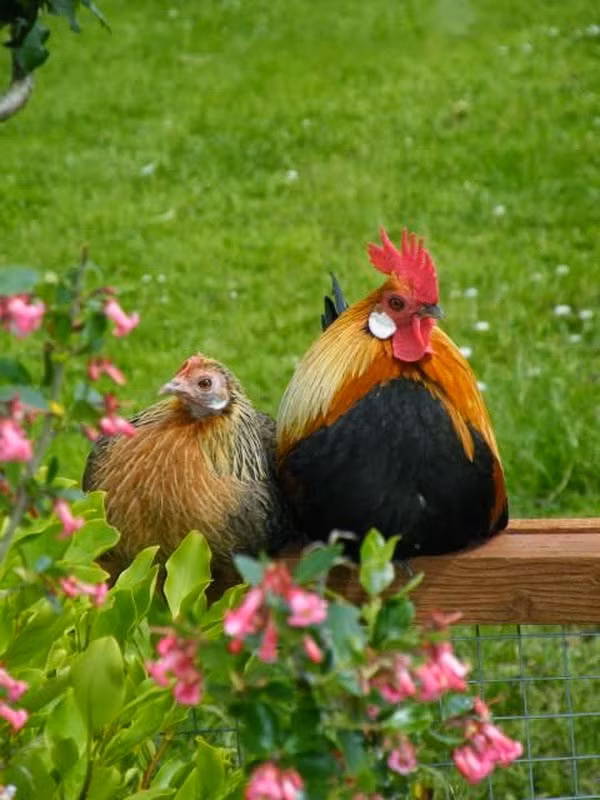 Con trống có thể thu phục con mái bằng nhiều lần giao phối không tình trùng. Khi xác định được "nàng" đã toàn tâm toàn ý muốn sinh con cho mình, con trống mới quyết định giải phóng bản thân, duy trì nòi giống.