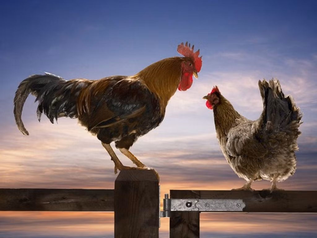 Cùng ngắm hoàng hôn, đôi gà trai xinh gái đẹp trao lời hẹn ước.