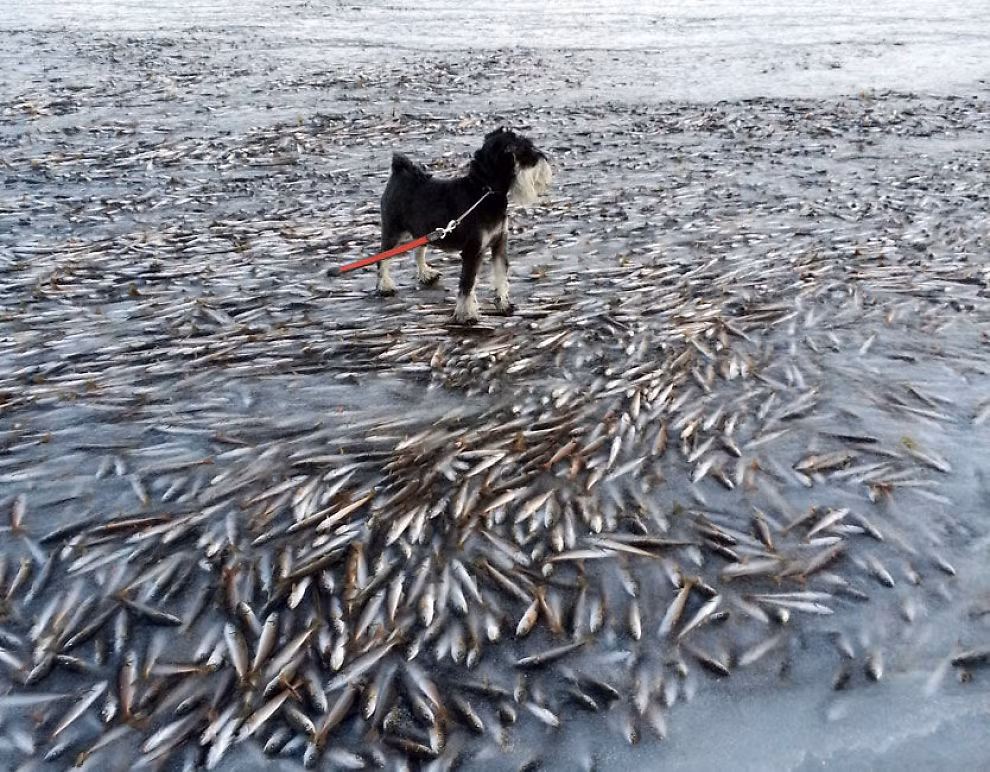 Trong ảnh là hàng ngàn con cá tuyết bị mắc kẹt trong băng và chết thảm tại đảo Lovund. (Nguồn Sina)