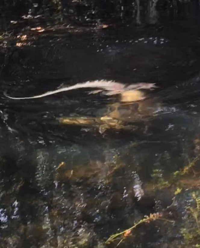 Một số hình ảnh khác về màn săn giết kịch tính của trăn khổng lồ do Joe Capozzi ghi lại được. (Nguồn Boredomtherapy)