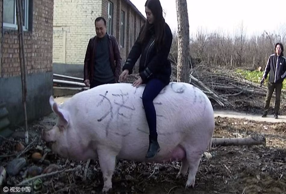 Tuy nhiên do là lợn cái nên nó được gọi là "Nữ hoàng lợn".