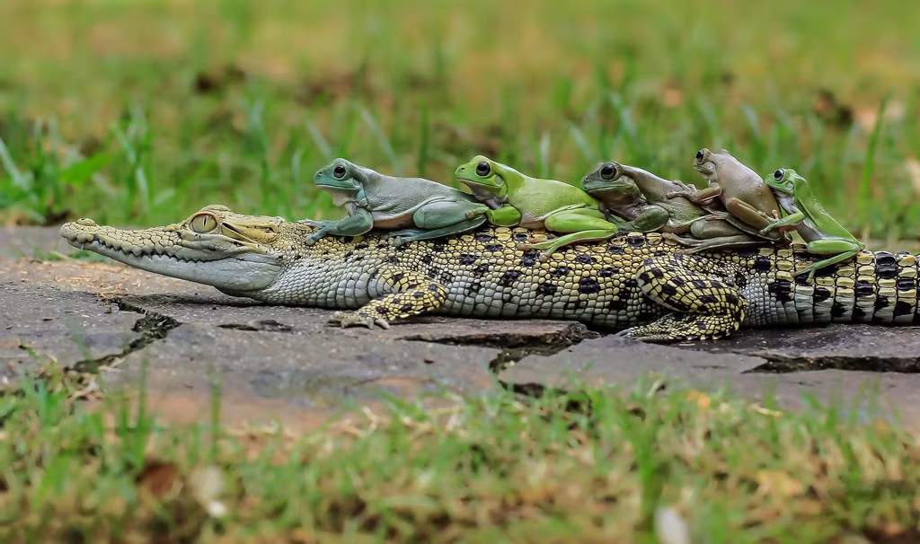 Dường như ở Indonesia, mối quan hệ giữa hai loài động vật này rất tốt, những con cá sấu con thân thiện với loài ếch, thường không phản kháng khi bị ếch xanh nghịch ngợm, vui đùa. (Nguồn Sina)