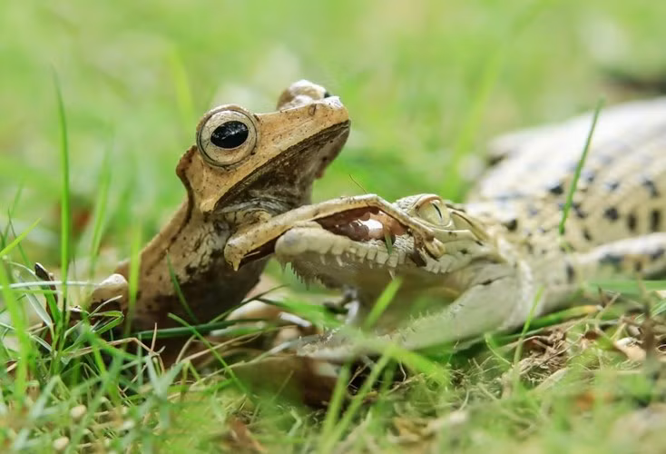 Trong tự nhiên hoang dã, những con ếch nhỏ bé cũng không phải là con mồi tiềm năng cho loài cá sấu khổng lồ do khối lượng thịt ếch chẳng bõ dính răng với cá sấu, hơn nữa có một số loài ếch có độc rất đáng sợ. (Nguồn Sina)