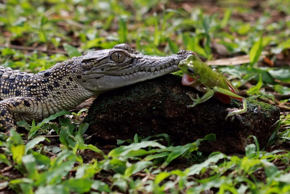 Có những thời điểm, ếch xanh còn chủ động ôm lấy mõm cá sấu và há rộng mồm giả vờ cắn người bạn bò sát hung hãn. (Nguồn Sina)