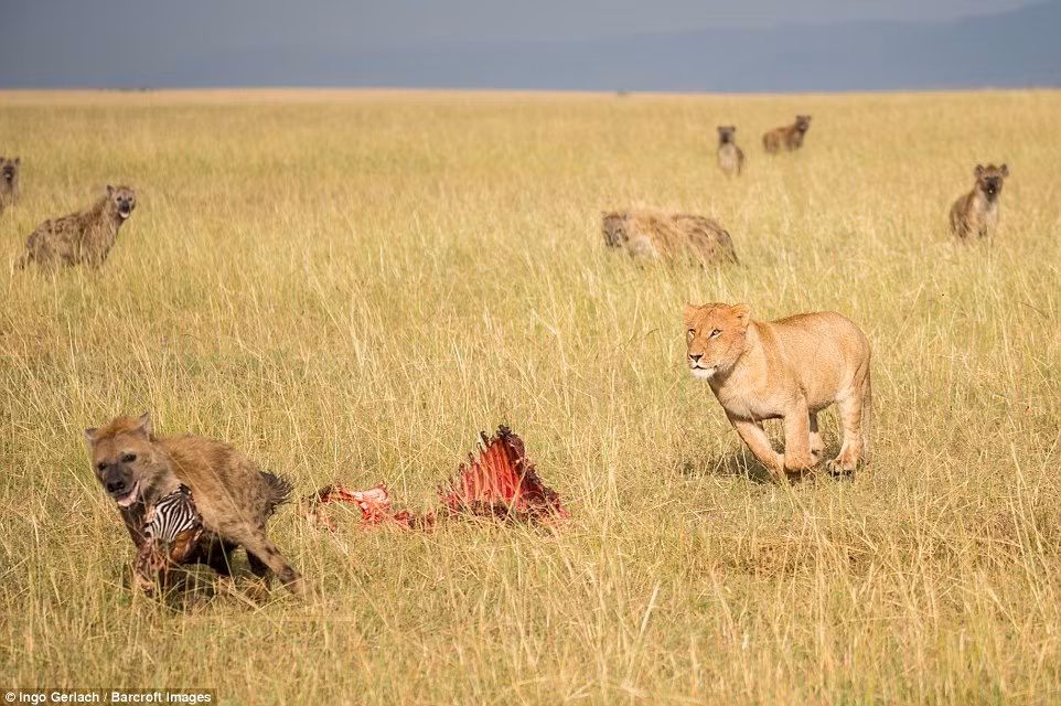 Đáng tiếc, linh cẩu ranh mãnh nhưng đã đánh giá thấp khả năng và sức mạnh của vợ chồng sư tử trẻ tuổi. (Nguồn Dailymail)
