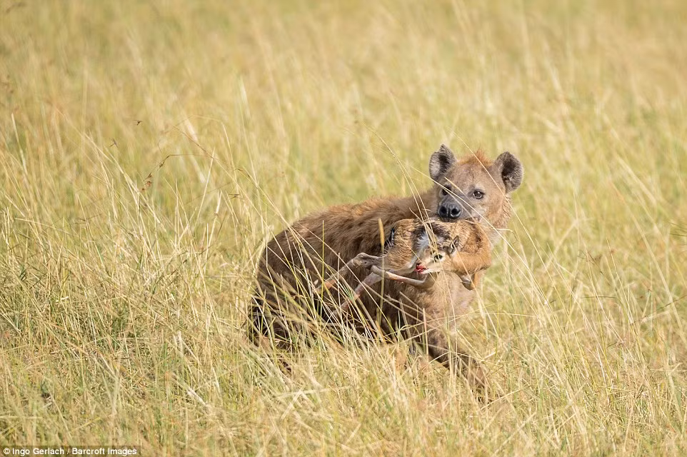 Trước khi chạy về phía hang ổ của mình, linh cẩu còn cảnh giác nhìn quanh, chắc chắn không bị theo dõi, không để lộ nơi trú ẩn của đàn linh cẩu con nó mới chạy tiếp. (Nguồn Dailymail)