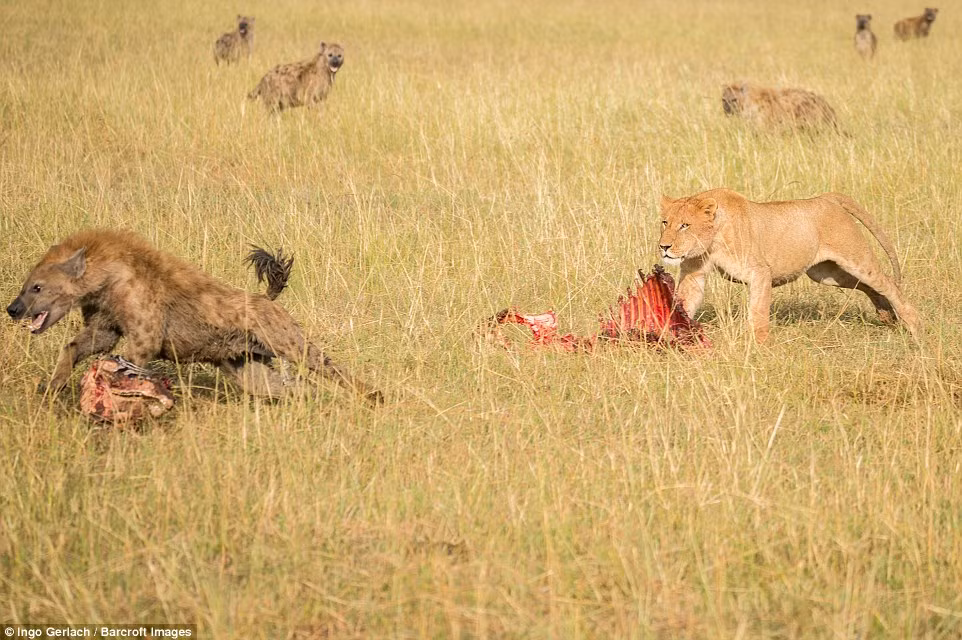 Chúng chỉ biết tấn công riêng lẻ và chịu thiệt thòi khi bị sư tử đáp trả bằng những cú tát trời giáng. (Nguồn Dailymail)