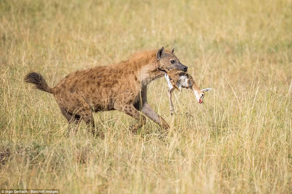 Dường như lúc này nó chỉ muốn thoát ra khỏi lãnh thổ của sư tử một cách nhanh nhất. (Nguồn Dailymail)