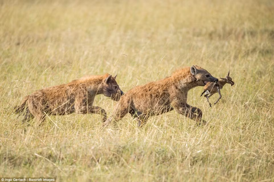 Con linh dương tội nghiệp đau đớn gào khóc và kêu cứu liên tục. Đáng tiếc, số phận của nó đã an bài, trở thành thức ăn cho linh cẩu. (Nguồn Dailymail)