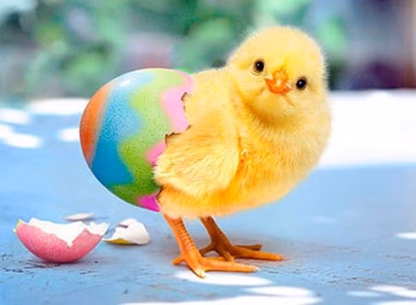 Đôi mắt tròn đen láy như hạt đỗ, bộ lông tơ vàng óng như màu năng, chú gà con này rất biết cách khiến con người yêu mến.