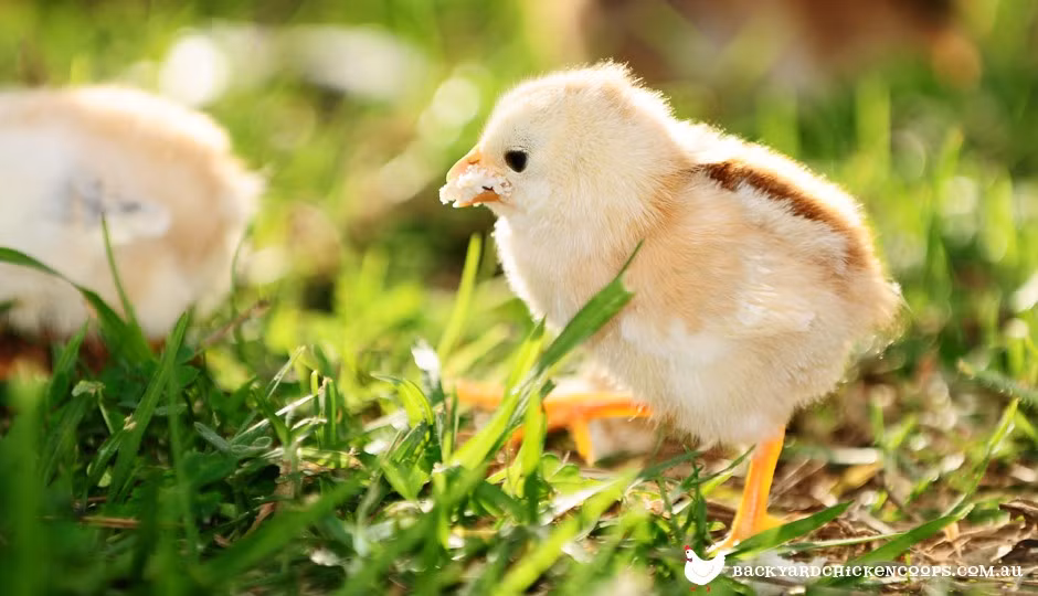 Kiếm được miếng mồi ngon, chú gà con này lập tức bước đi tự tin hơn hẳn, vôi chạy về khoe mẽ thành quả của mình.