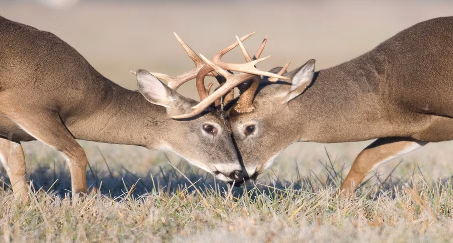 Cận cảnh một trận kịch chiến vì tình của hươu đực. (Nguồn Sina)