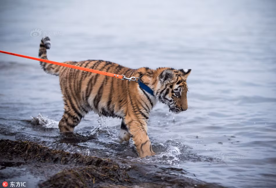 Được đánh giá là rất thích nước, Elsa không ngần ngại lao thẳng xuống biển để tìm tòi.