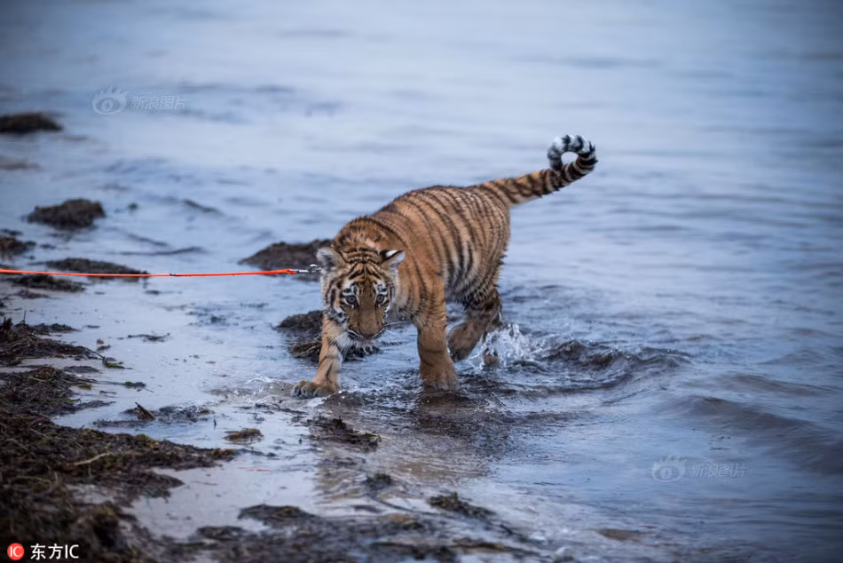 Trong ảnh là Elsa đang ham thích khám phá thiên nhiên.