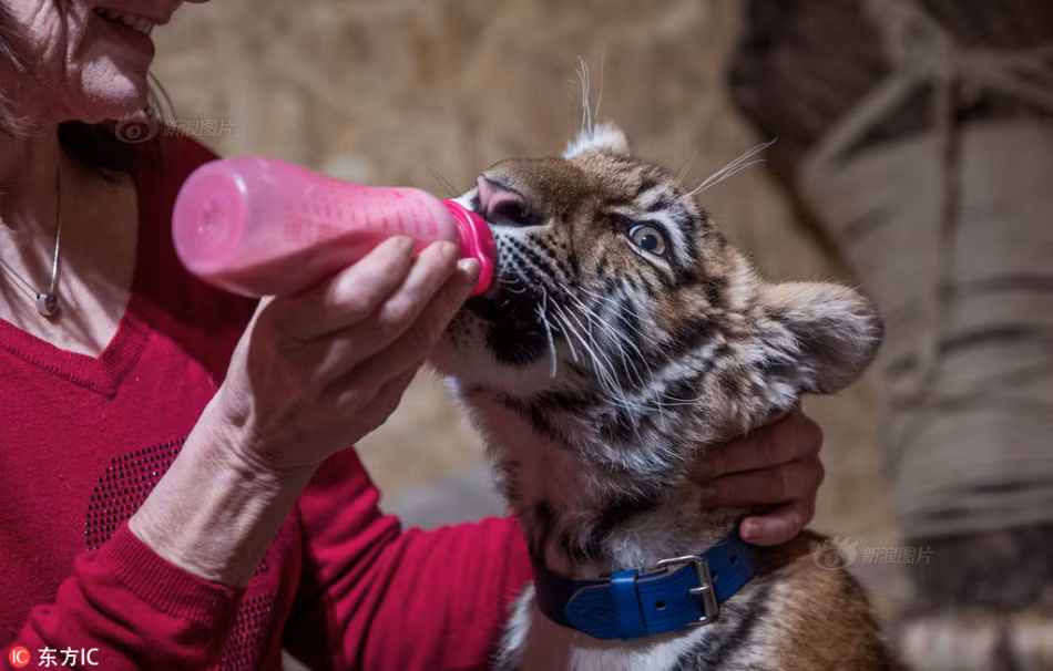 Ở đó, cô hổ vằn mồ côi sẽ được các nhân viên chăm sóc, nhân viên y tế quan tâm thường xuyên hơn. Đồng thời, nó cũng sẽ được gặp gỡ đồng loại của mình, không bao giờ bị đánh đập, trừng phạt, bỏ đói để buộc phải học kỹ năng làm trò, diễn xiếc thú.