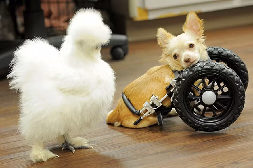 Trong ảnh là Penny và Roo đang bên nhau tại trung tâm cứu hộ động vật. (Nguồn Bored Panda)