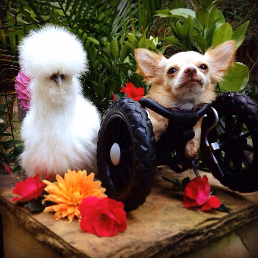 Penny là một cô gà quý hiếm, thuộc giống gà lông xù, giống gà thường được nuôi để làm gà cảnh, không giết thịt. Tuy nhiên số phận của Penny không được may mắn, bị đem đi làm vật thí nghiệm. Rất may, khi chưa phải thử thuốc, Penny được cô Alicia Williams cứu thoát. (Nguồn Bored Panda)