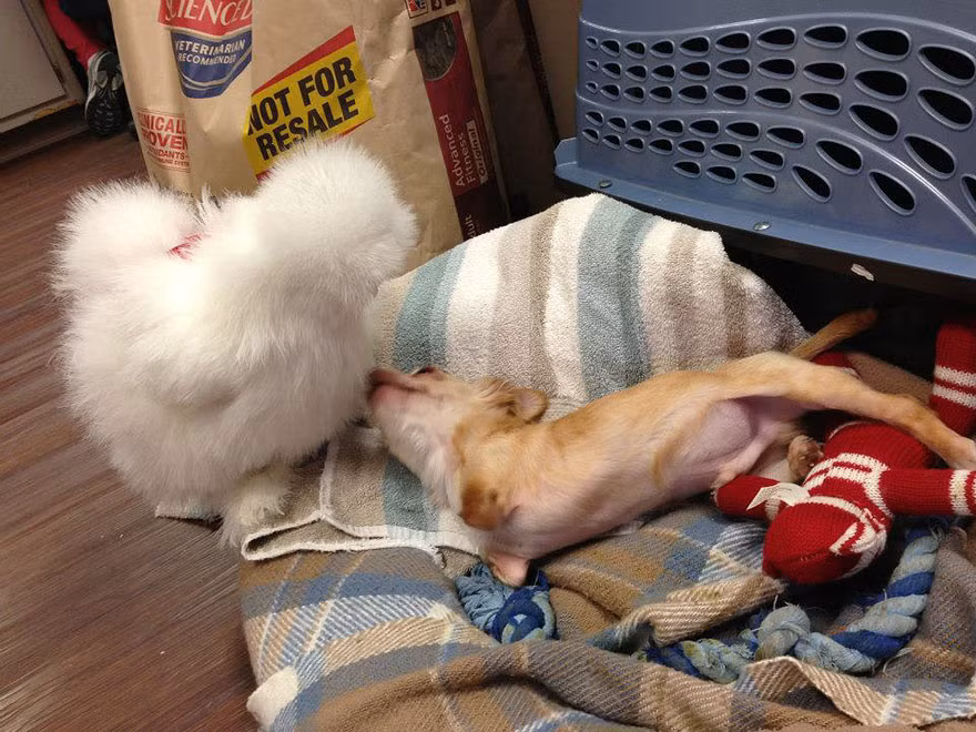 Gặp nhau trong hoàn cảnh đặc biệt, Penny và Roo đã nhanh chóng kết thành bạn thân, cùng nương tựa, chăm sóc cho nhau. (Nguồn Bored Panda)