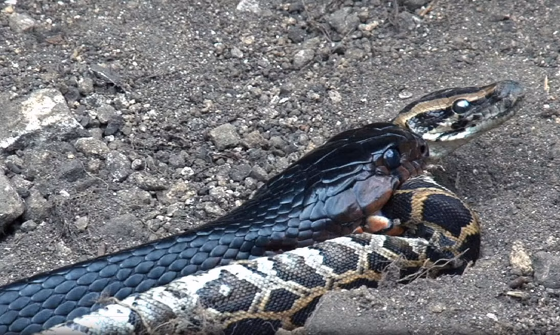 Trong thực tế, hiện tượng rắn hổ mang ăn thịt các loài rắn khác, đặc biệt là trăn thảm không phải là hiếm. (Nguồn Sina)
