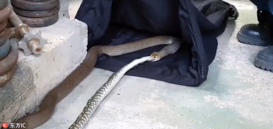 Sau khi nuốt êm con mồi, rắn hổ mang chúa bị bắt lại và đem thả ở khu vực hoang vắng, cách xa khu vực dân cư. (Nguồn Sina)