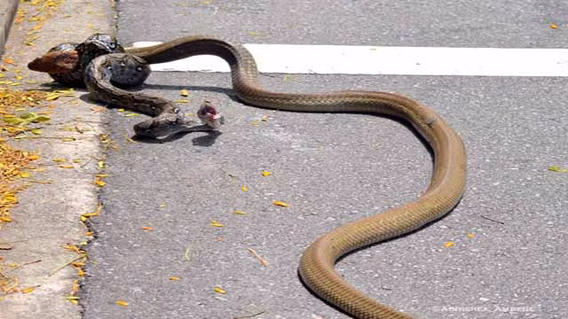 Kết quả cuối cùng thường là con trăn thua cuộc, trở thành miếng mồi ngon cho rắn hổ mang, một trong những loài rắn gây ám ảnh nhất thế giới. (Nguồn Sina)