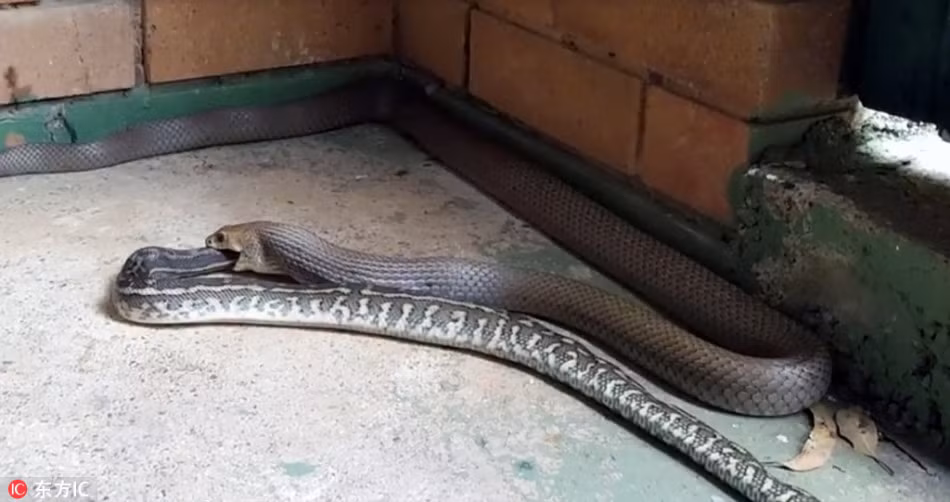 Vì sở hữu nọc độc cực mạnh, chẳng mất nhiều công sức, rắn hổ mang chúa hung dữ đã khiến trăn thảm bị tê liệt hoàn toàn. (Nguồn Sina)