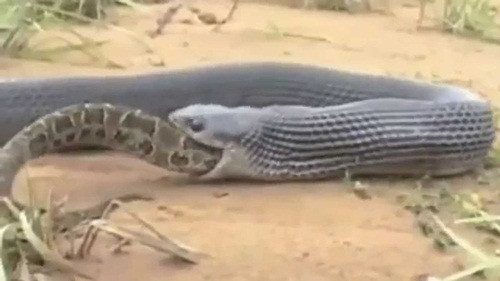 Trăn thảm khi chưa phát triển hết tầm thực sự là con mồi tiềm năng của loài rắn hổ mang chúa hung bạo. (Nguồn Sina)