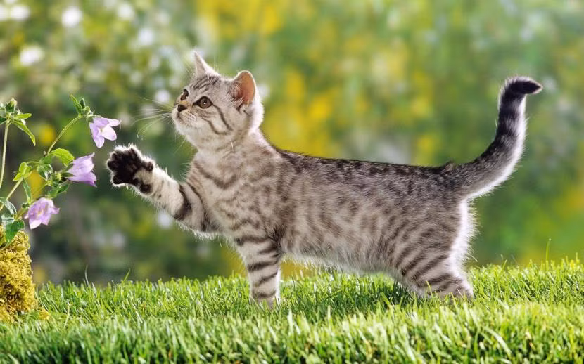 Những con mèo cưng cũng không thể cưỡng nổi vẻ đẹp của các loài hoa.