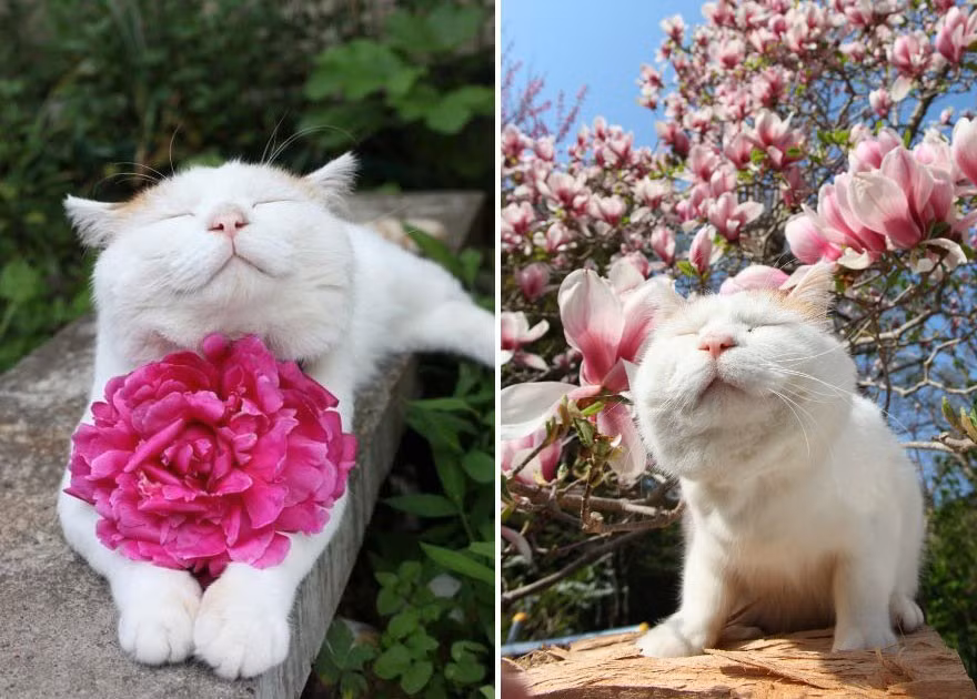 Trong ảnh là chú mèo nổi tiếng ở Nhật Bản, Shironeko và trình độ chơi hoa đẳng cấp của mình. Shironeko có vẻ đặc biệt thích hoa mẫu đơn và mộc lan.