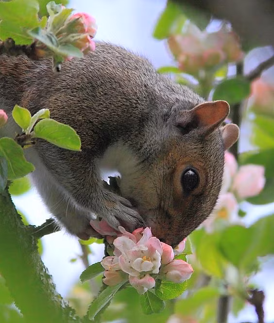 Sóc xám e ấp bên đóa hoa mới nở hệt như những thiếu nữ mới lớn.