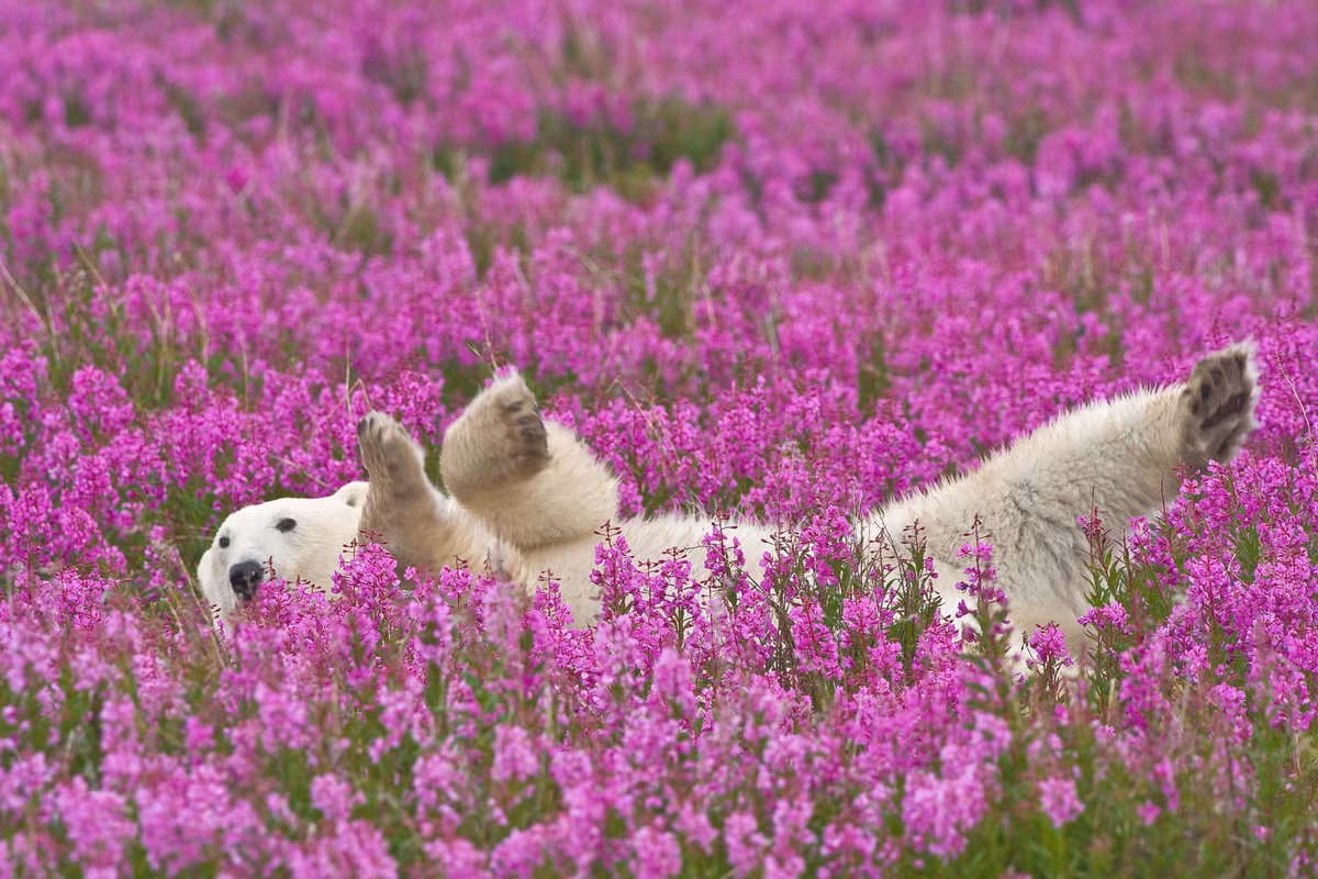 Trong số những khoảnh khắc động vật và hoa ấn tượng, có lẽ hình ảnh gấu Bắc cực tạo dáng hài hước giữa cánh đồng hoa được nhiều người yêu thích nhất. Vẻ dễ thương, hưng phấn và cực kỳ thích thú của nó truyền cảm hứng ngày xuân đến mọi người.
