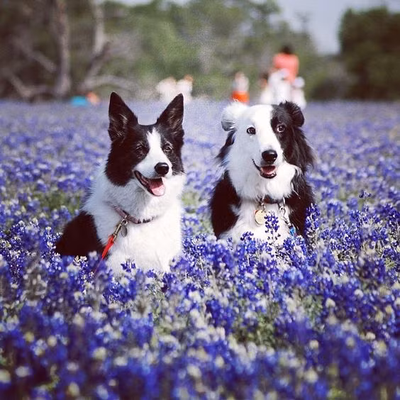 Đôi chó cưng đã lạc bước trong vườn hoa nở rộ ngày Tết.