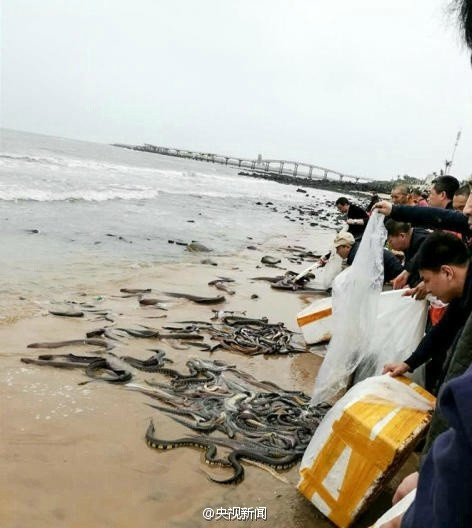 Được biết, màn phóng sinh này là một nghi thức trong chuỗi nghi lễ Phật giáo cuối năm ở địa phương, giúp cho những người phóng sinh tăng công đức. (Nguồn People)