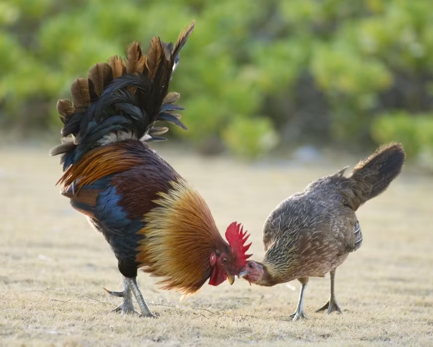 Cũng theo nghiên cứu này, loài gà được cho là có khả năng kiềm chế ham muốn của bản thân, chúng có khả năng tự chủ và sẽ đợi lâu hơn để có được một phần thưởng thức ăn lớn hơn. (Nguồn Dailymail)